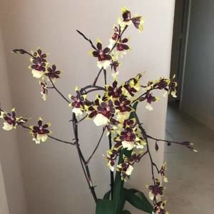 Meet your Posher, Lynn